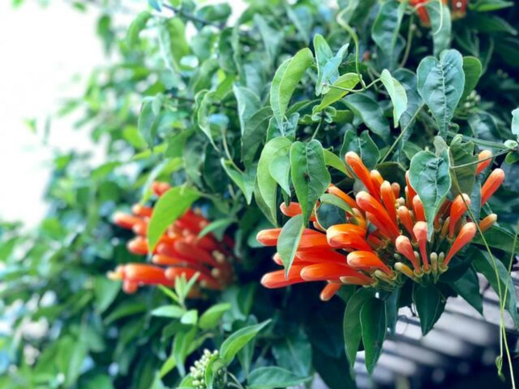 Апартаменты Coffee Garden Ranch Costa Rica Concepcion  Экстерьер фото